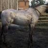 Similar colors in some breeds of dogs are also called buckskin. 1
