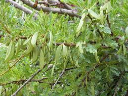 Image result for Acacia exuvialis