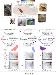 Complementarity in Allens and Bergmanns rules among birds | Nature  Communications