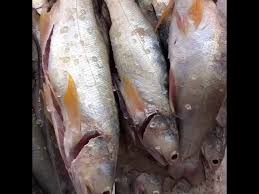 Ikan mas sering menjadi pilihan utama khususnya ketika memancing di pemancingan. Cara Buat Ikan Senangin Masam Kering Sedapsangat Youtube