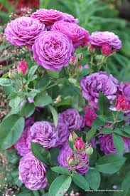 Wann genau sie zur rosenschere greifen müssen, hängt stark von den örtlichen dieser überblick sagt ihnen, welche rosen wie im frühjahr geschnitten werden sollten. Rosen Richtig Schneiden Im Fruhjahr