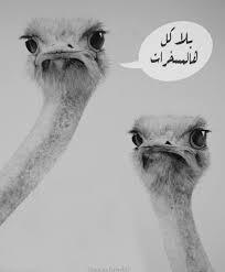 pin by duha yehia on all arabic funny cartoon quotes arabic quotes cartoon quotes