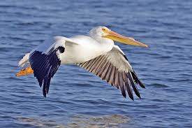 Australian Black Bird With White Wing Tips Pelican Birds Bird Species