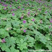 2448 x 3264 jpeg 1850 кб. Plants We Love Bigroot Geranium Horticulture