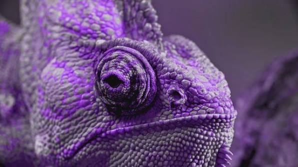 Purple Chameleon Limited | Added Value Packaging | Home