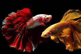 It's really difficult to see red and yellow patches in the same betta. 1 339 Yellow Betta Fish Stock Photos Pictures Royalty Free Images Istock