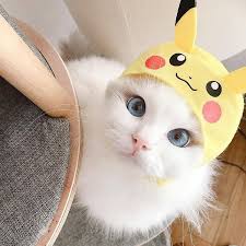 From Baron 0723 Double Tap Shop For Cat Lovers Meowmeowcatclub Bio Happycatclub Cute Cats Cute Cat Wallpaper Kittens Cutest