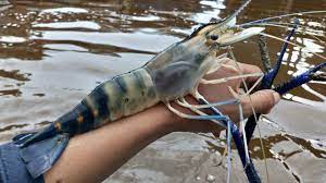 Cara budidaya udang windu cukuplah mudah. Mancing Udang Galah Terbesar Youtube