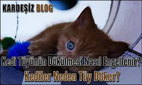 Kedi Tuyunun Dokulmesi Nasil Engellenir Kediler Neden Tuy Doker