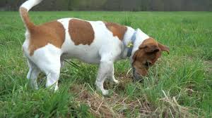 If your jack russell is digging even after you give him more exercise, then there may be another reason why he is digging. Jack Russell Terrier Stock Video Footage 4k And Hd Video Clips Shutterstock