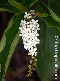 Image result for Citharexylum