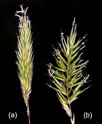 Image result for Anthoxanthum