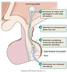 There are plenty of instances where it's the best option for inducing labor. Figure 1 From An Investigation Of The Effects Of Pitocin For Labor Induction And Augmentation On Breastfeeding Success Semantic Scholar