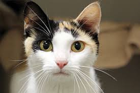 Cat adoption team is the largest nonprofit, adoption guarantee cat shelter in the pacific northwest. Adopt A Pet From The Animal Rescue League Of Boston