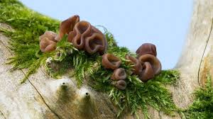 Maybe you would like to learn more about one of these? Jelly Ear Auricularia Auricula Judae Woodland Trust