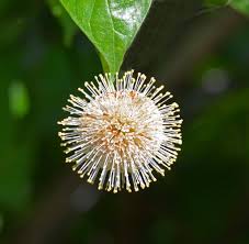 Image result for Buchnera nigricans