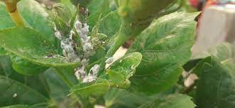 The flowers and other parts of the plant are used to make medicine. Hibiscus Plant Mealy Bug Control Praveen Garden