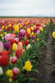 With our lawn care salem oregon services, we got your back covered. 5 Beautiful Gardens To Visit In And Around Salem Oregon By The Grand Hotel In Salem In Salem Or Near The Grand Hotel In Salem In Salem Or