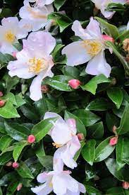 A Blight Upon Your Camellias Hedging Plants Camellia Beautiful Flowers