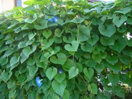Image result for Ipomoea tricolor