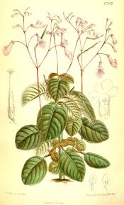 Image result for Streptocarpus goetzei