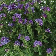 Image result for Nesaea pedroi