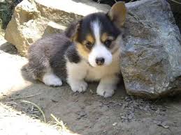 Adorable Black And White Corgi Puppy Usa Puppy Pictures Welsh Corgi Puppies Corgi Puppies For Sale Corgi Puppy