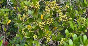 Image result for Rhizophora racemosa