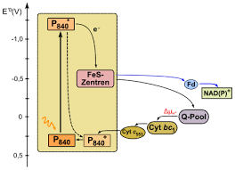 * these statements have not. Photosynthese Wikipedia