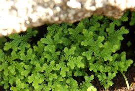 Image result for Selaginella goudotiana