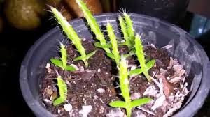 Has probado montones de veces y todavía no sabes como germinar semillas de marihuana. Germinacion Germinados Cactus De Pitayas Youtube