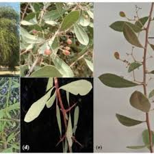 Image result for Gymnosporia pubescens