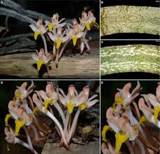 Image result for Microcoelia corallina