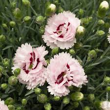 See more of piccoli fiori studio artistico on facebook. Garofano Inglese Profumatissimo O Dianthus Plumarius Meilland Richardier