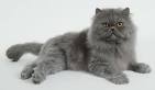 Persian Cat Coat Patterns and Colors - Pet Central by Chewy