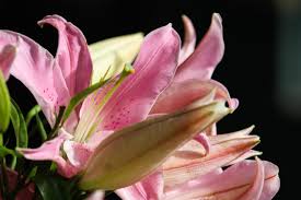 We did not find results for: The Meaning Behind April Showers Bring May Flowers