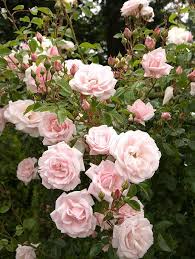 Find Out Your Birth Month Flower And The Meaning Behind It Birth Month Flowers Hybrid Tea Roses Climbing Roses