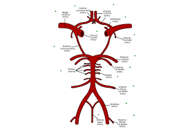 Muscles of the body worksheet label. Arteries Of Brain Science Biology Showme