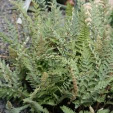 Image result for Cheilanthes inaequalis