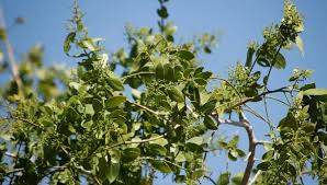 Image result for Salvadora australis