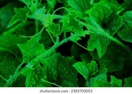 Image result for Cucumis prophetarum