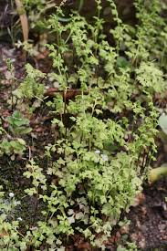 Image result for Anogramma leptophylla