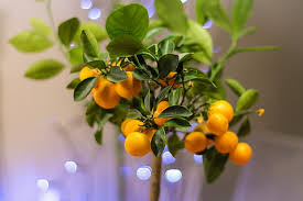 Kumquat is a small citrus fruit that grows in climates too cool for other citrus plants. Hd Wallpaper Bonsai Citrus Citrus Fruit Close Up Food Kumquat Leaves Wallpaper Flare