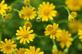 Image result for Dyssodia tenuiloba