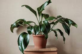 Image result for Aspidistra