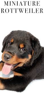 Miniature Rottweiler The Smallest Guard Dog The Happy Puppy Site