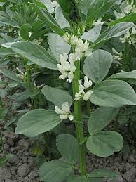 Image result for Vicia faba