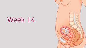 Maybe you would like to learn more about one of these? 14 Weeks Pregnant All You Need To Know Tommy S