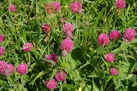 Image result for Trifolium wentzelianum