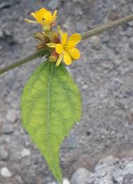 Image result for Triumfetta annua